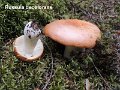 Russula decolorans-amf2142